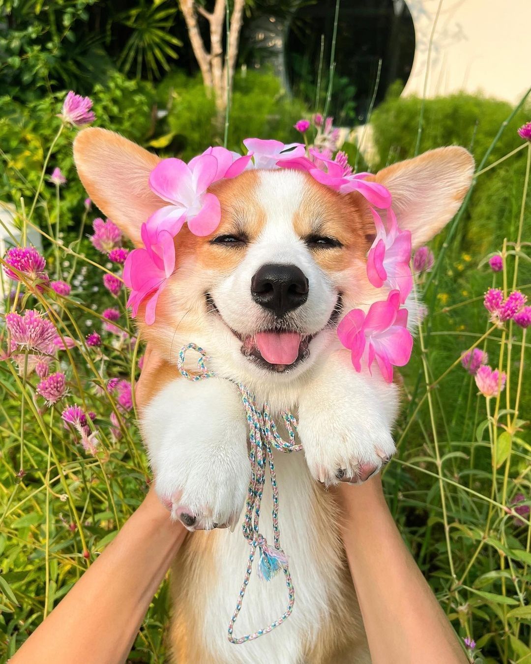 Hero pet image