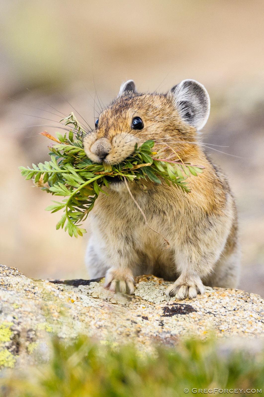 Rodents